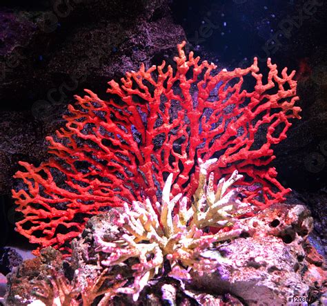 Flower sea living red coral reef growing on the rocks - stock photo ...