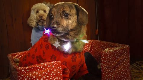 Isle of Man dogs set to take part in return of special nativity play ...