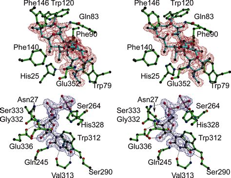 The crystal structure of two macrolide glycosyltransferases provides a ...