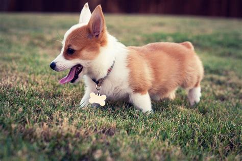 Corgi Wallpapers - Wallpaper Cave