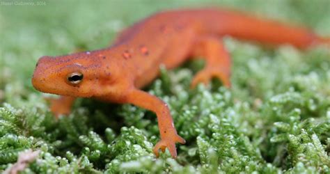 Orange Salamanders