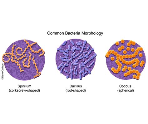 Different types of bacteria shapes and info - Wasmeister