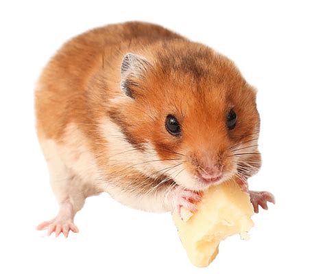 Can Hamsters Eat Cheese? - Only Hamster