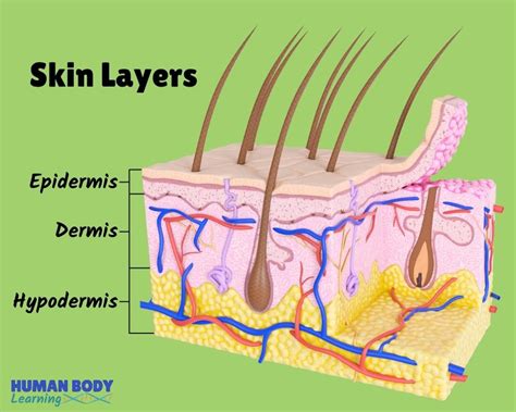 Skin Layers Anatomy Diagram for Kids