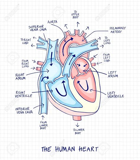 Sketch of human heart anatomy line and color on a checkered background ...