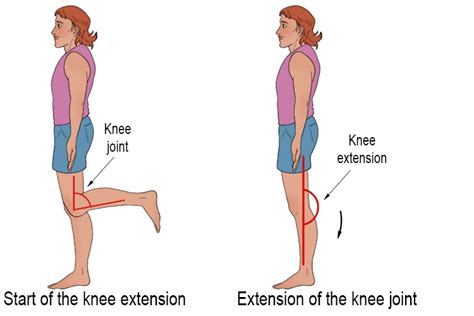 Knee flexion and extension muscles Archives - Samarpan Physiotherapy Clinic