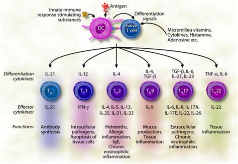 Interleukins, from 1 to 37, and interferon-γ: Receptors, functions, and ...