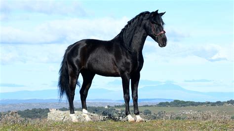 Andalusian Black Stallion at stud and for sale. Cod. 9527 - Iberian ...