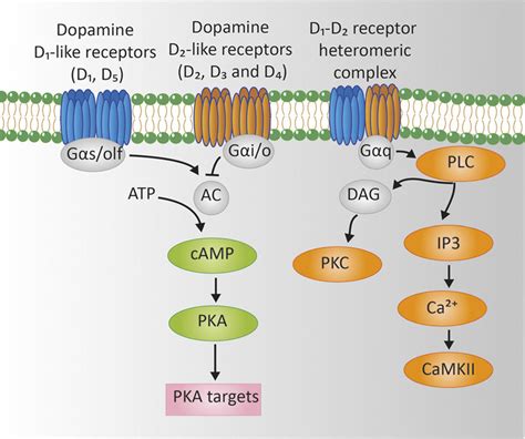 Dopamine Receptors D1 D2