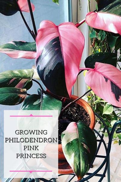 Philodendron pink princess Highly Variegated Pink Princess Philodendron ...