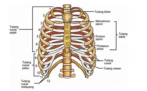 √ Pengertian Tulang Dada - Pendidikan.Co.Id