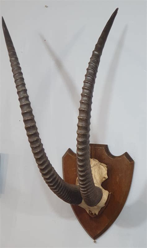 Antiques Atlas - A Large Pair Of Mounted African Sable Horns as884a529 ...