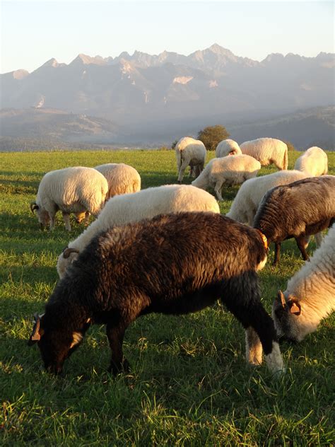 Free Images : nature, grass, farm, meadow, animal, wildlife, herd ...