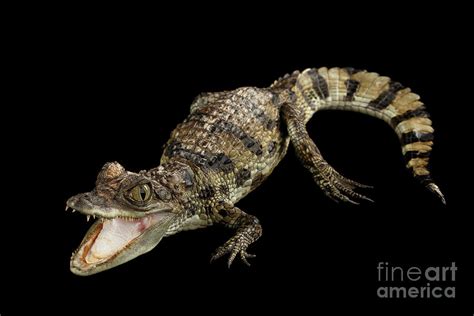 Young Cayman Crocodile Photograph by Sergey Taran - Pixels