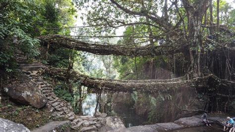 Premium Photo | The living root bridge