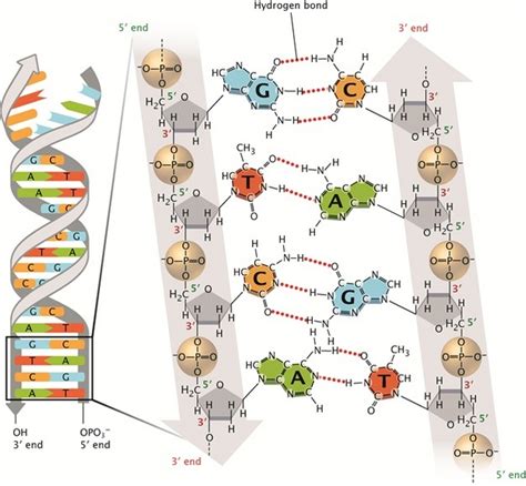 Discovery of DNA Double Helix: Watson and Crick | Learn Science at Scitable