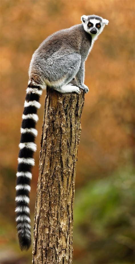 About Wild Animals: A ring-tailed lemur | Funny wild animals, Animals ...