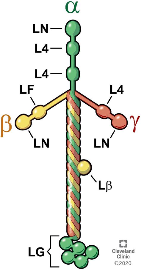 Schematic of the structure of the typical heterotrimer laminin molecule ...