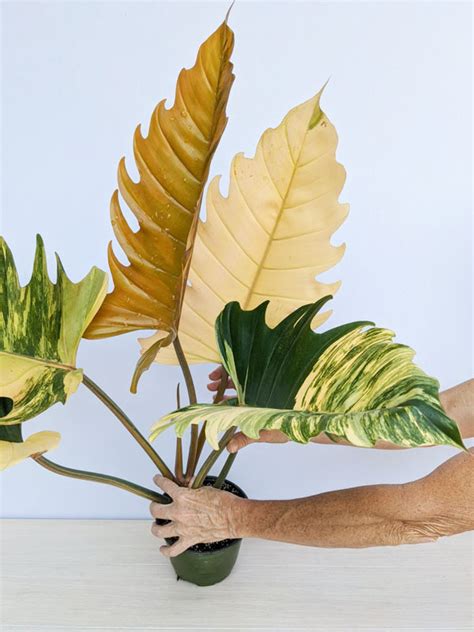 Philodendron Caramel Marble Variegated - campestre.al.gov.br