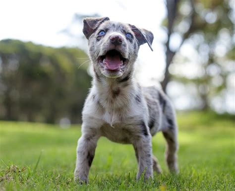 CC. Australian Koolie puppy. Having A Bad Day, Doggies, Pitbulls ...