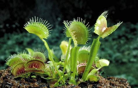 2021 Garden Plant / Pack Potted Insectivorous Plant Seeds Dionaea Seeds ...