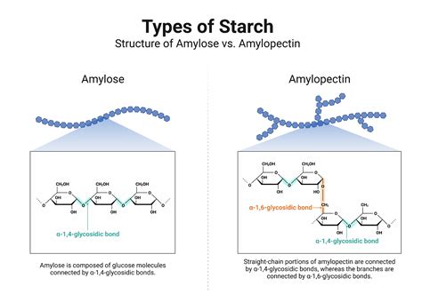 Types of Starch - Structures of Amylose vs. Amylopectin | BioRender ...