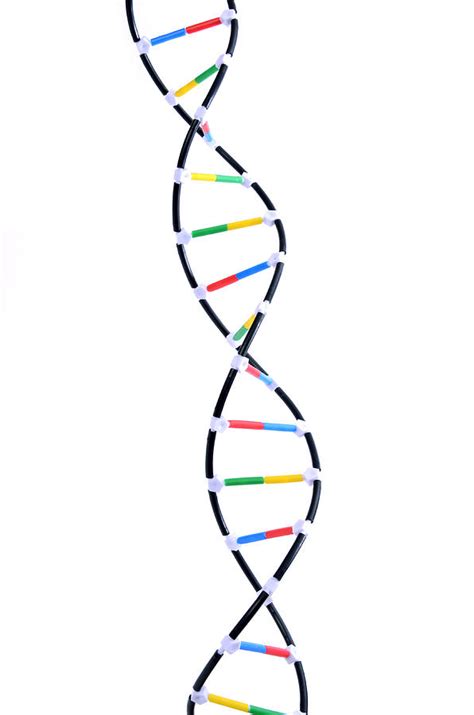 Double Helix Dna Model Photograph by Science Source - Fine Art America