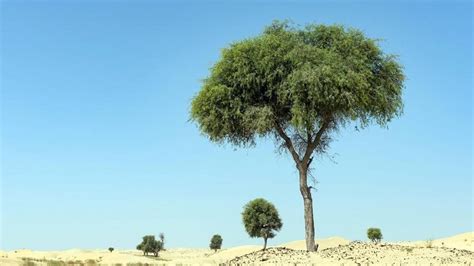 Ghaf Tree - The National Tree in UAE