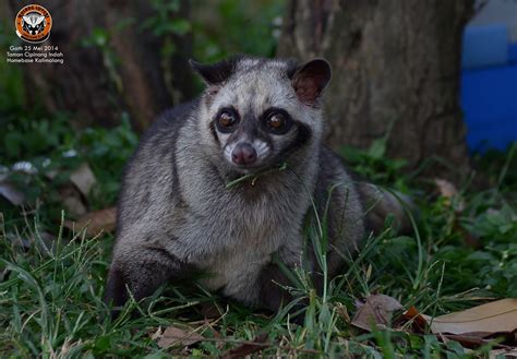 Musang Pandan in English