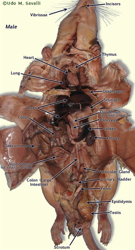 Diagram Of The Insides Of A Rat