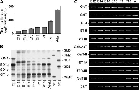 The role of glycosphingolipid metabolism in the developing brain ...