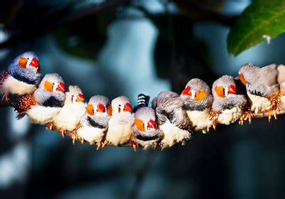 How to Care for Zebra Finches - Allan's Pet Center