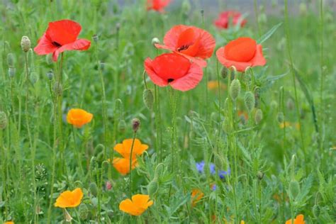 Poppy Flower Meaning and Symbolism of Each Color | Florgeous