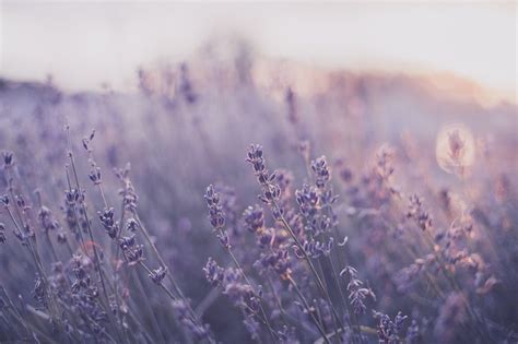 Ideas For Lavender Flower Aesthetic 10+