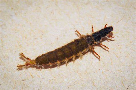 The under-appreciated caddisfly | Hatch Magazine - Fly Fishing, etc.