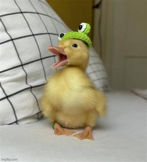 Image tagged in baby duck with frog hat - Imgflip