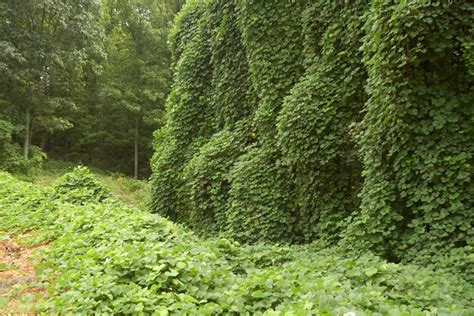 Kudzu Control | Missouri Department of Conservation