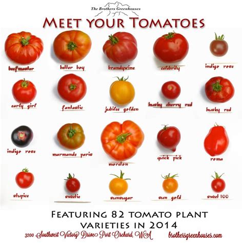 Tomato varieties | Fruit and vegetable storage, Food info, Food hacks