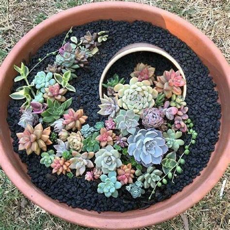 Pin by Lulu Rivera on jardín | Succulent garden diy, Succulent garden ...