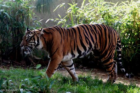 Sumatran Tiger Habitat