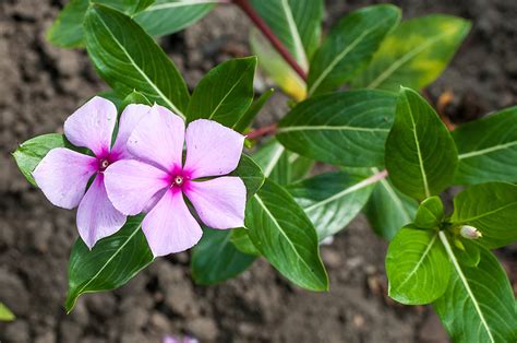 Catharanthus roseus - Plantas venenosas