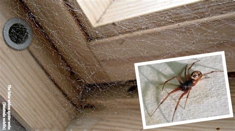 Pest advice for controlling False Black Widow Spiders