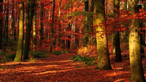 🔥 [60+] Fall Forest Wallpapers | WallpaperSafari