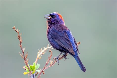 Purple Bird Species: Must-Known Information