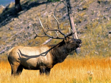 Elk | Animal Amazing & Interesting Facts | The Wildlife