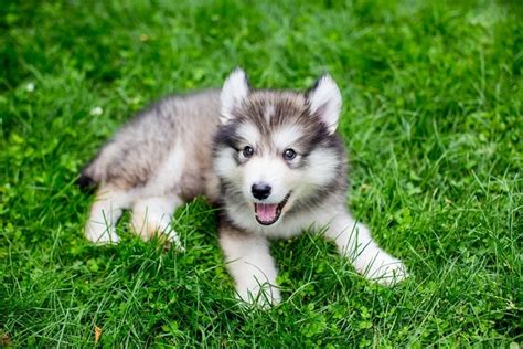 Giant Alaskan Malamute Dog: Breed Info, Pictures & Facts | Hepper