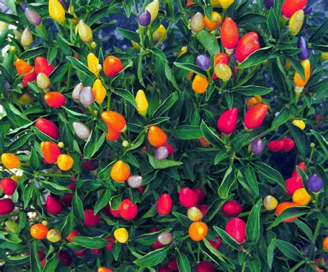 5 Edible Plants That Double as Decor | Pepper plants, Hot peppers ...