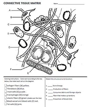 Connective Tissue Matrix Coloring (Answer Key) by Biologycorner | TPT