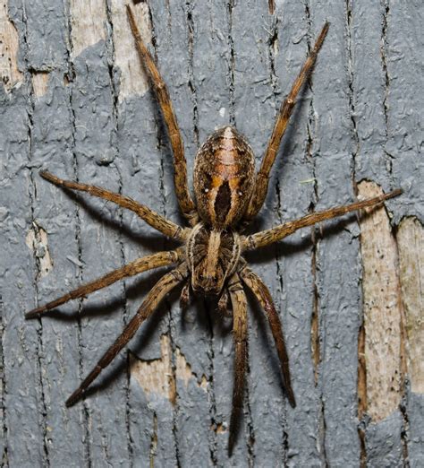 On the Subject of Nature: Spiders, Spiders, and More Spiders