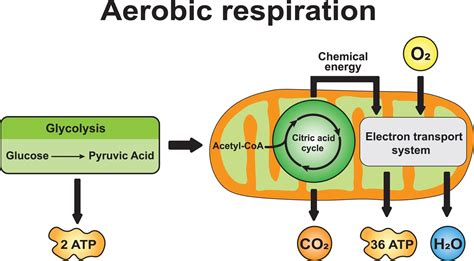 Aerobic Respiration - 88Guru